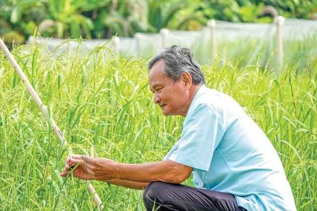 Lão Nông Miền Tây Bảo Tồn Các Giống Lúa Mùa Aa